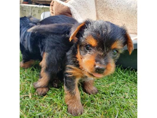 Μικρο Yorkie